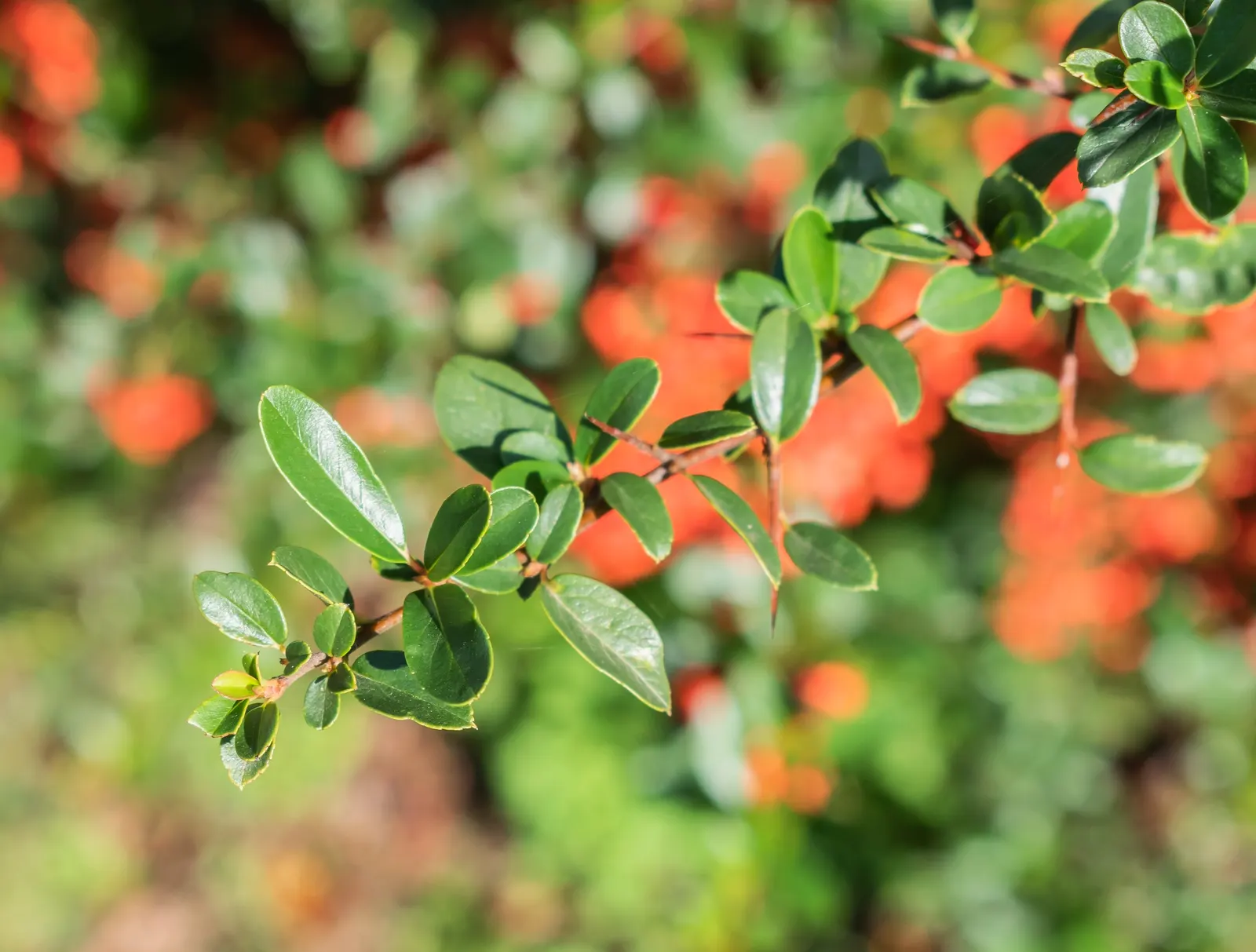 Mediterranean Pyracantha (Pyracantha Coccinea) — Regular watering during its first growing season will establish an extensive root system