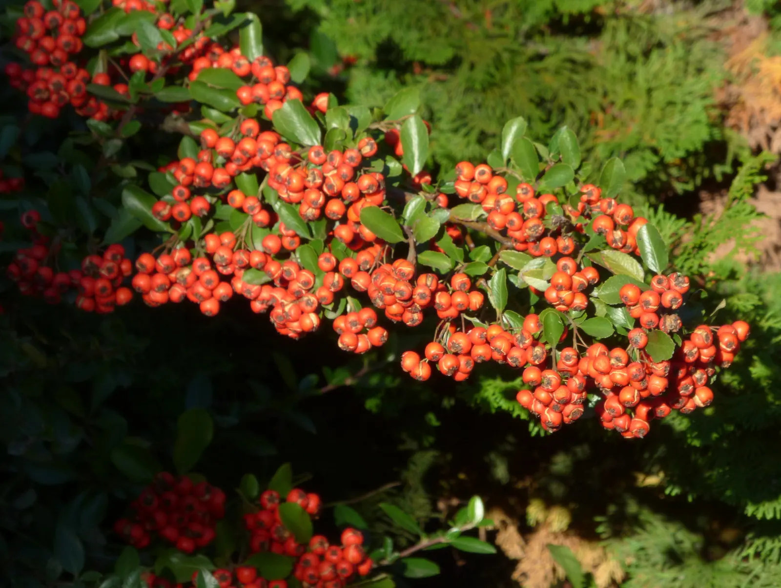 Mediterranean Pyracantha (Pyracantha Coccinea) — reaching heights and spreads of 6 to 15 feet