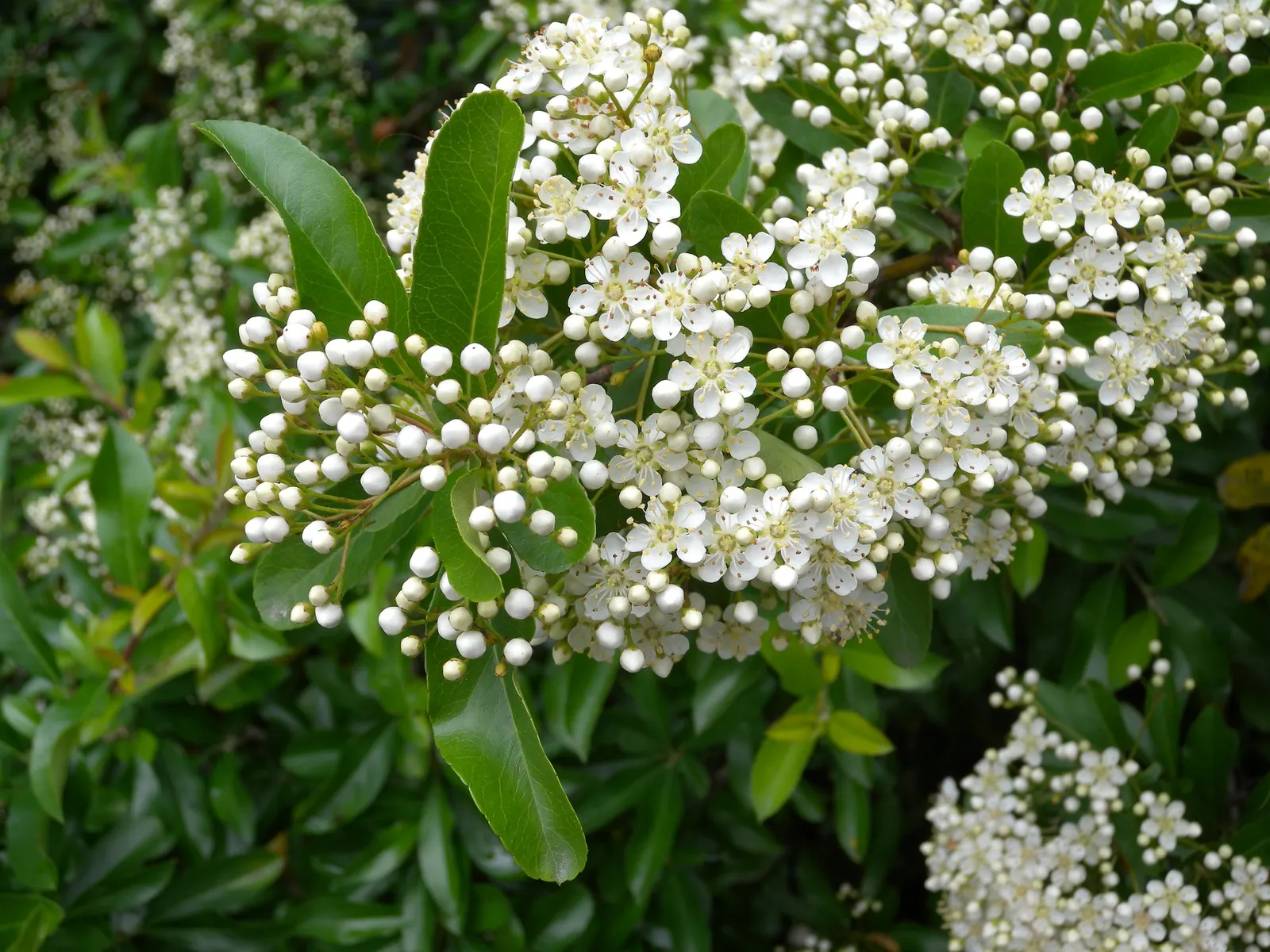 Mediterranean Pyracantha (Pyracantha Coccinea) — reaching up to an inch in length; spring brings clusters of modest white flowers
