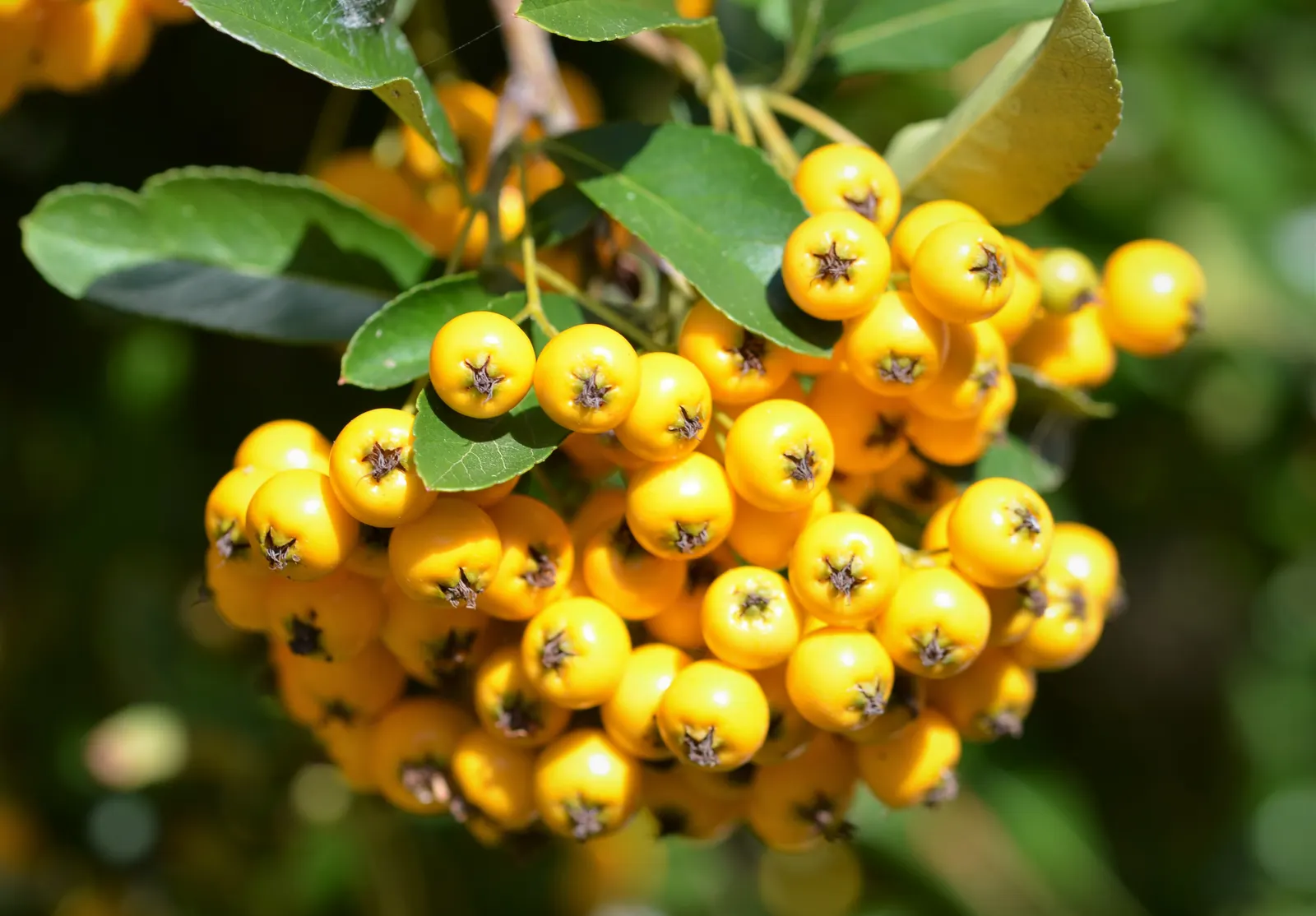 Mediterranean Pyracantha (Pyracantha Coccinea) — Ideal for hedges or defensive barriers in USDA zones 6-9