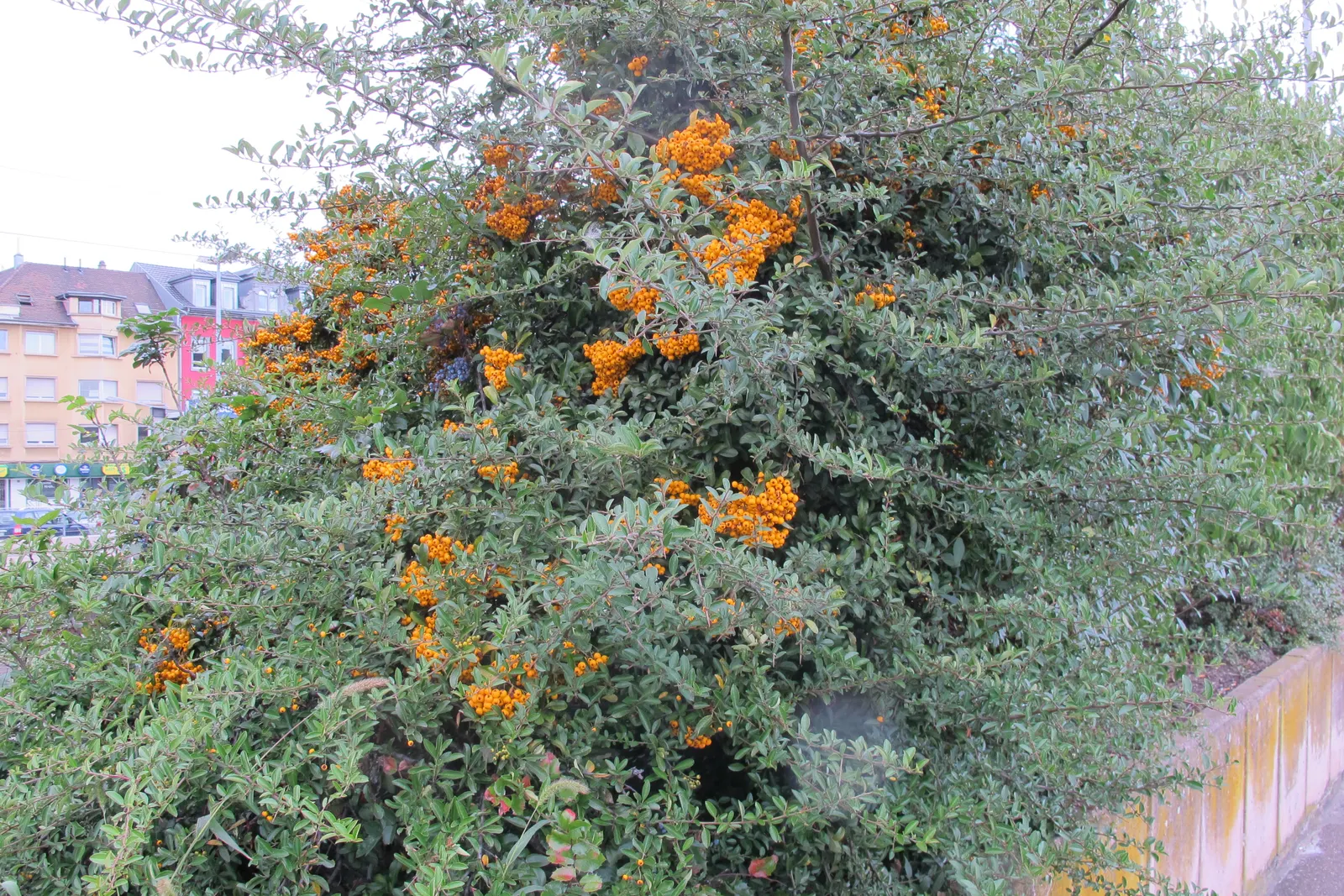 Mediterranean Pyracantha (Pyracantha Coccinea) — The Mediterranean Pyracantha (Pyracantha coccinea) is an evergreen shrub with a robust character; spring