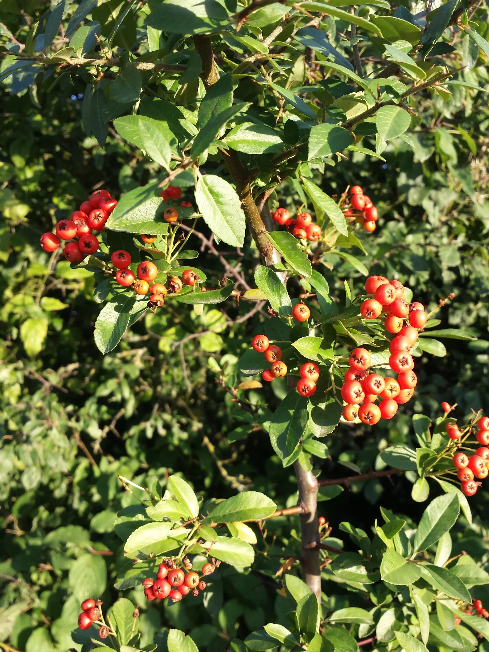 Mediterranean Pyracantha (Pyracantha Coccinea) — commonly known as the Mediterranean Pyracantha or Scarlet Firethorn
