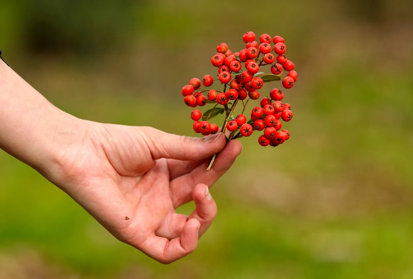 Mediterranean Pyracantha (Pyracantha Coccinea) — Spring brings clusters of modest white flowers