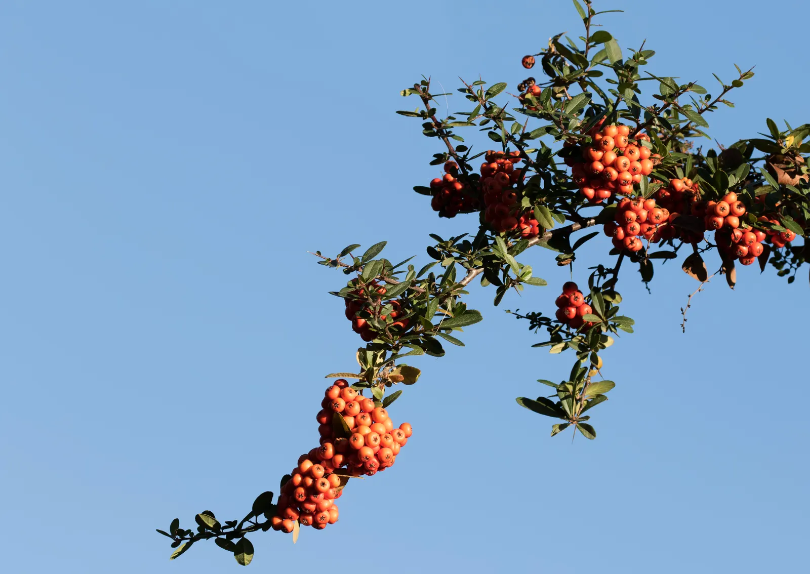 Mediterranean Pyracantha (Pyracantha Coccinea) — commonly known as the Mediterranean Pyracantha or Scarlet Firethorn; ensuring that Pyracantha coccinea remains