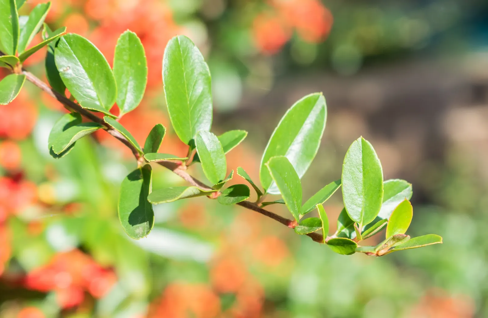 Mediterranean Pyracantha (Pyracantha Coccinea) — dark green appearance that contrasts strikingly with its bright red-orange berries