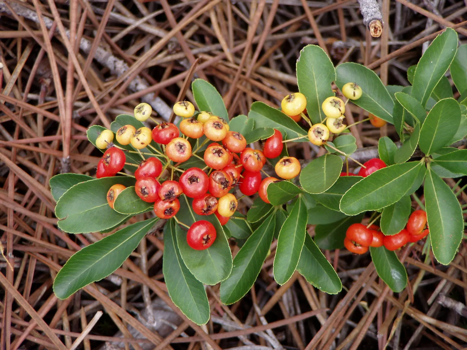 Mediterranean Pyracantha (Pyracantha Coccinea) — resilient evergreen shrub that provides year-long interest and robust character to any landscape design