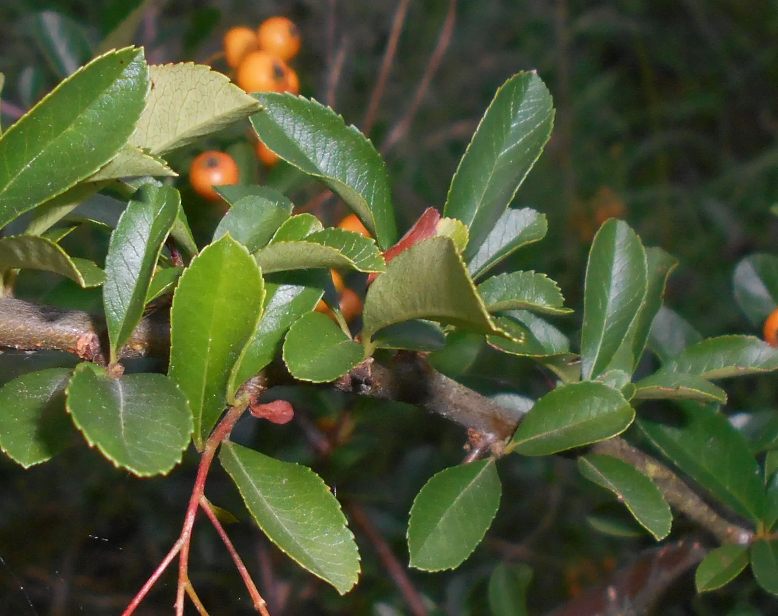 Mediterranean Pyracantha (Pyracantha Coccinea) — Regular monitoring and preventive care should keep these issues at bay