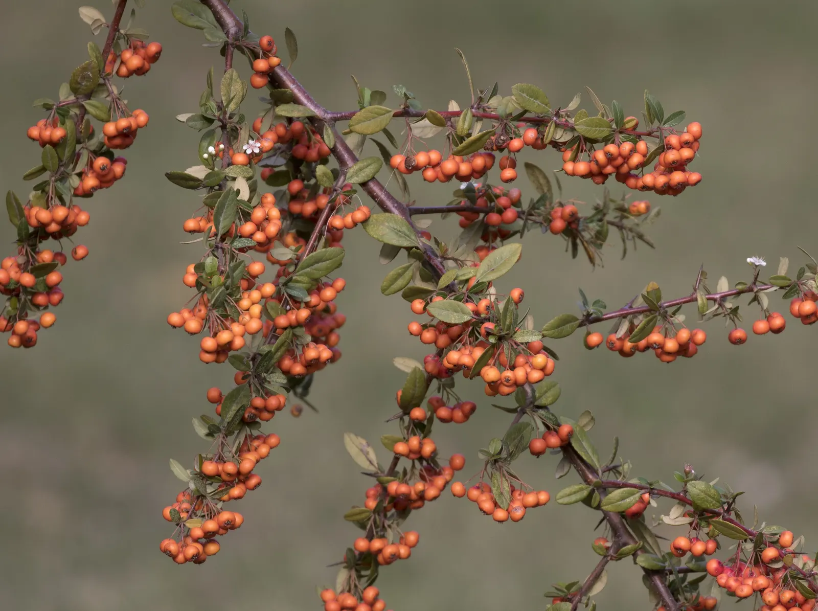 Mediterranean Pyracantha (Pyracantha Coccinea) — Growing to an average height of 8 to 12 feet with a similar spread; it can be tailored through pruning to fit