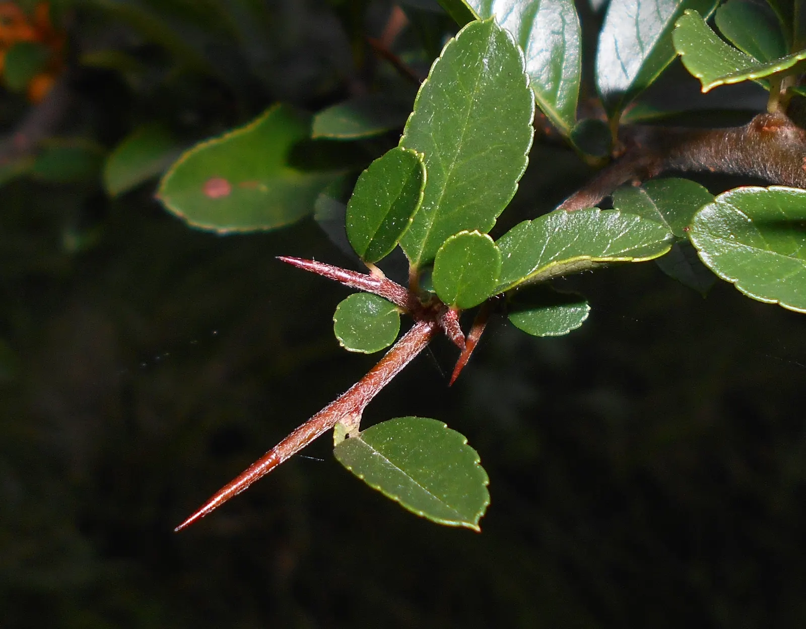 Mediterranean Pyracantha (Pyracantha Coccinea) — and thereafter the shrub is moderately drought-tolerant