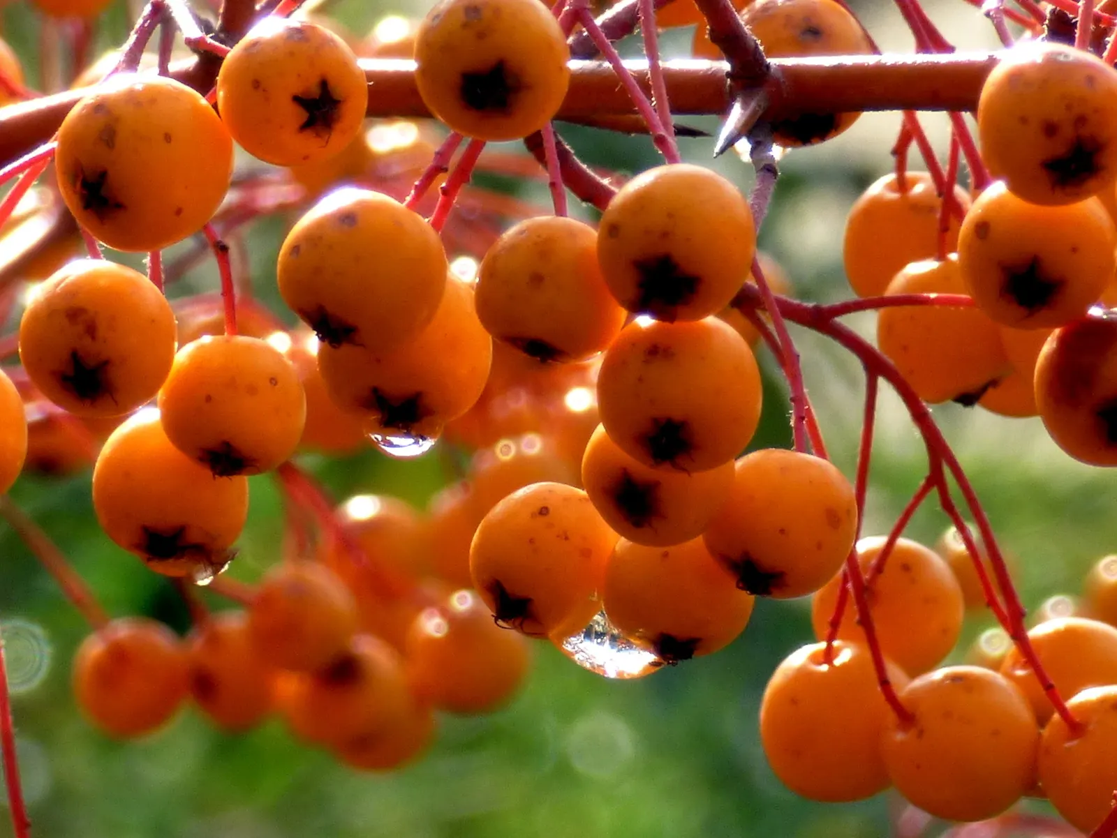 Mediterranean Pyracantha (Pyracantha Coccinea) — reaching up to an inch in length