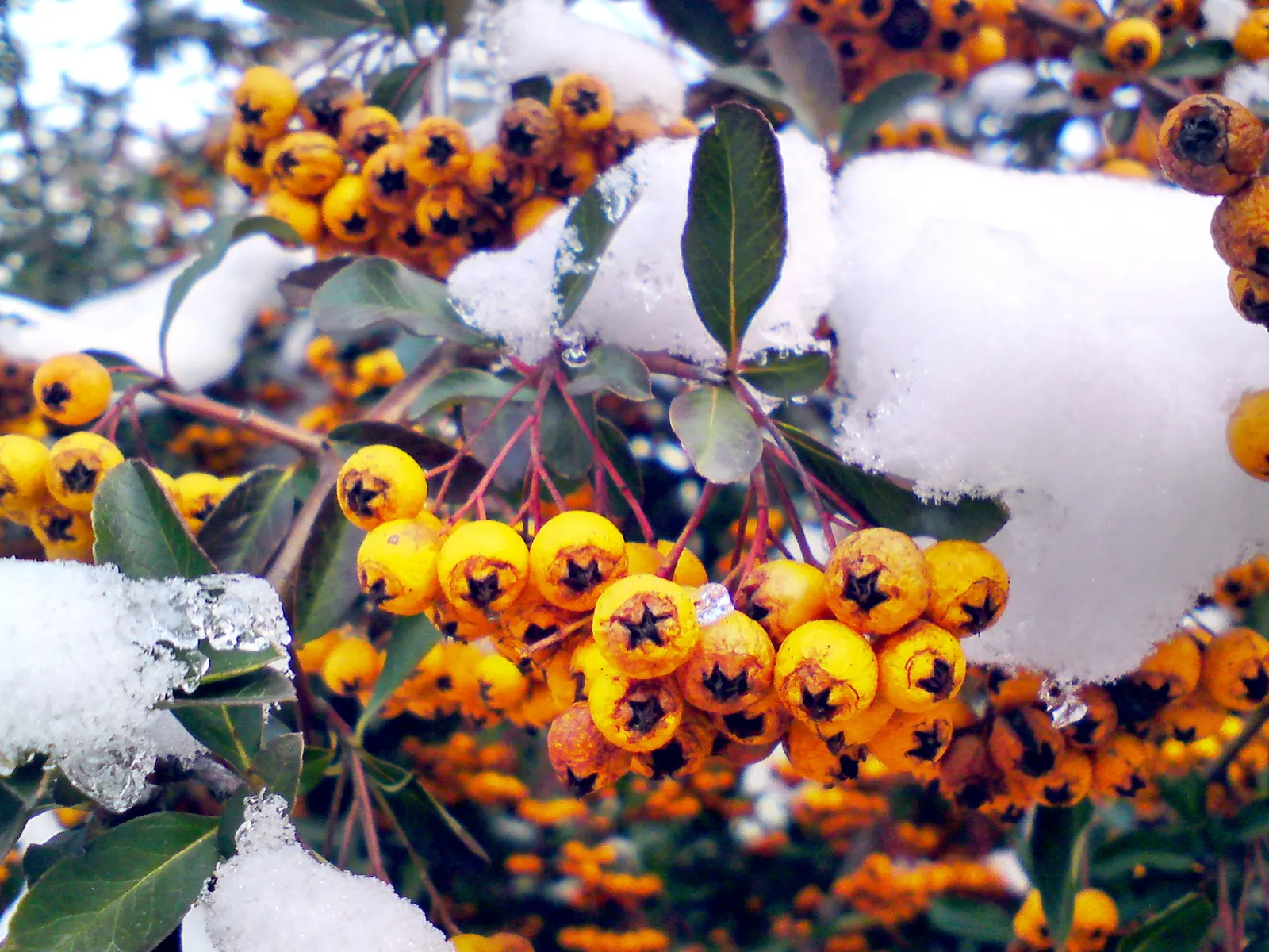 Mediterranean Pyracantha (Pyracantha Coccinea) — shrub for full