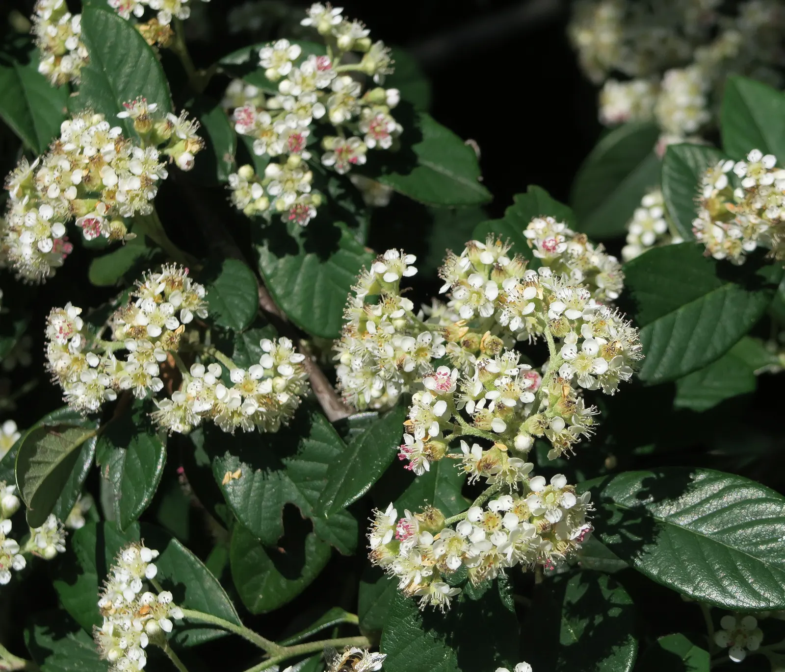 Mediterranean Pyracantha (Pyracantha Coccinea) — The Mediterranean Pyracantha (Pyracantha coccinea) is an evergreen shrub with a robust character