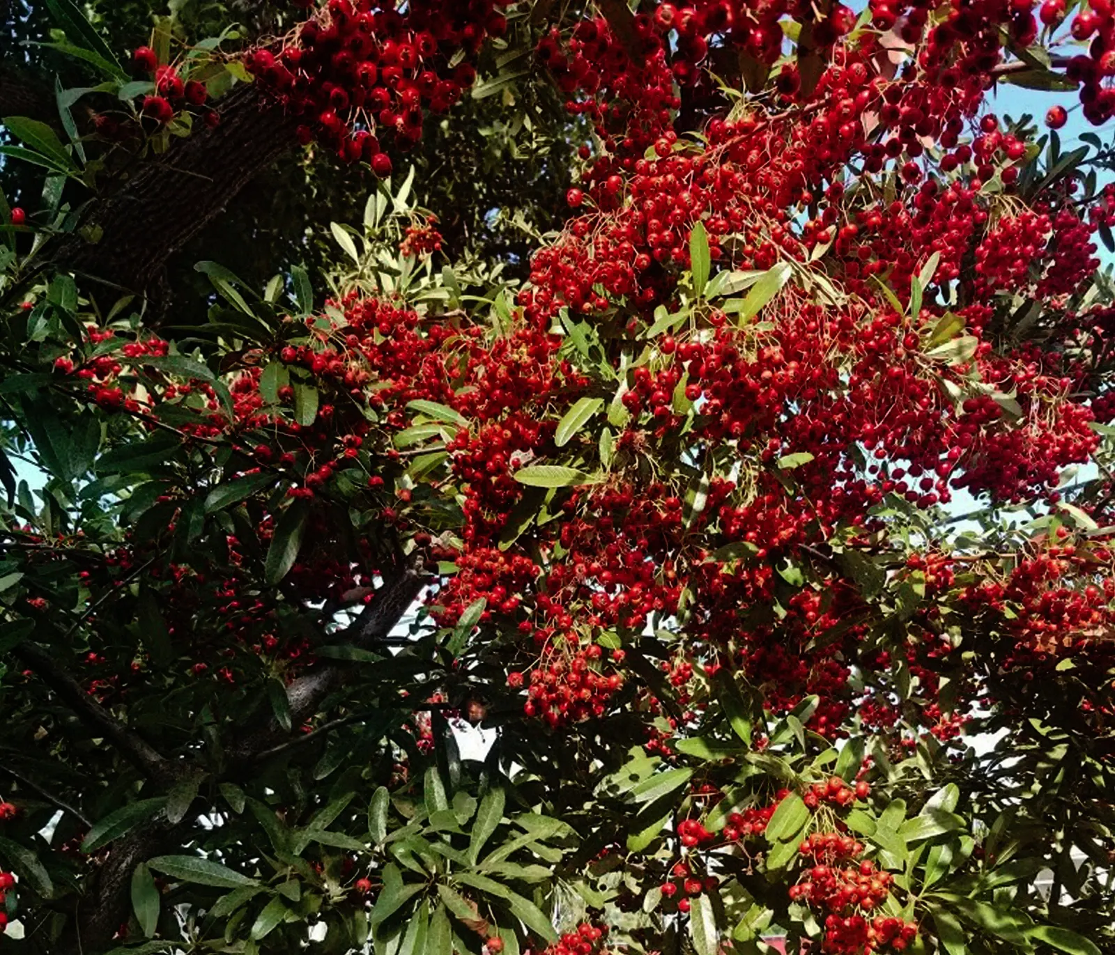 Mediterranean Pyracantha (Pyracantha Coccinea) — the Mediterranean Pyracantha does best in full sun to partial shade and requires well-drained soil to thrive