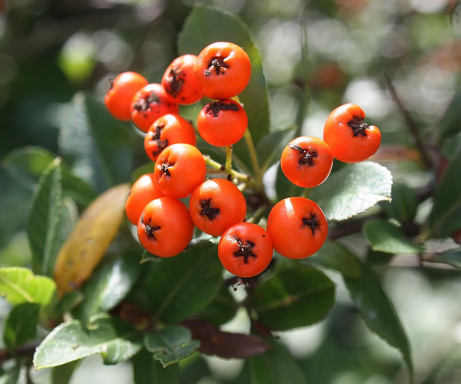 Mediterranean Pyracantha (Pyracantha Coccinea) — white flowers in the garden