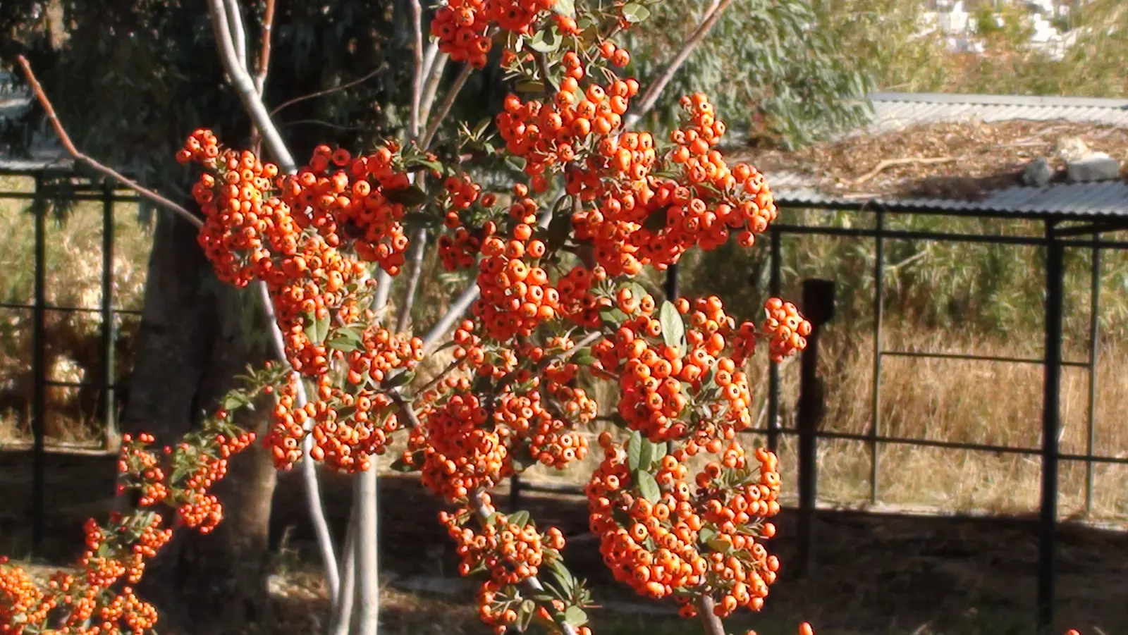 Mediterranean Pyracantha (Pyracantha Coccinea) — Spring brings clusters of modest white flowers; ensuring that Pyracantha coccinea remains a formidable and