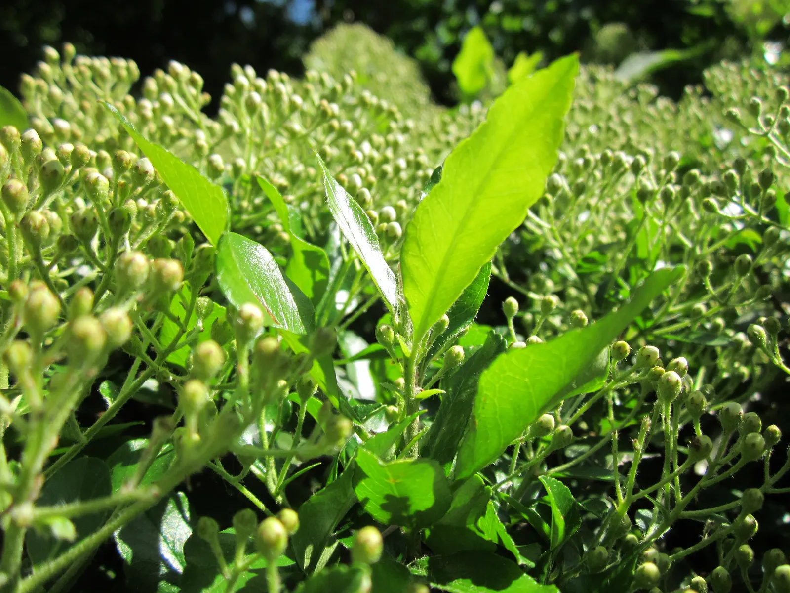 Mediterranean Pyracantha (Pyracantha Coccinea) — Ideal for hedges or defensive barriers in USDA zones 6-9; <br><br>In late spring to early summer, the shrub