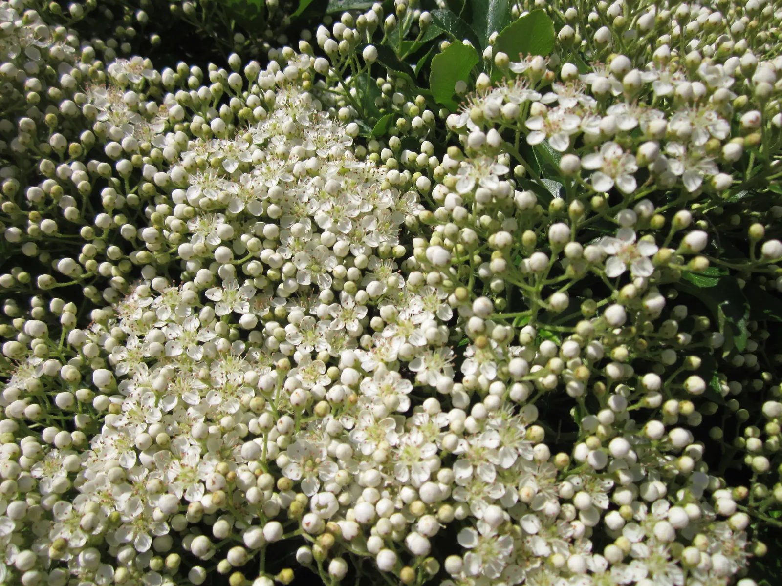 Mediterranean Pyracantha (Pyracantha Coccinea) — it can be tailored through pruning to fit specific design needs; <br><br>In late spring to early summer, the