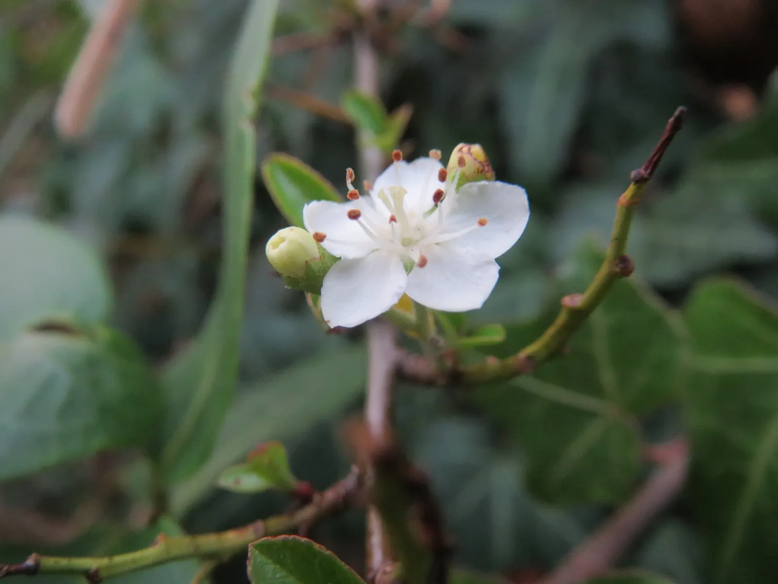 Mediterranean Pyracantha (Pyracantha Coccinea) — For optimal berry production and plant health