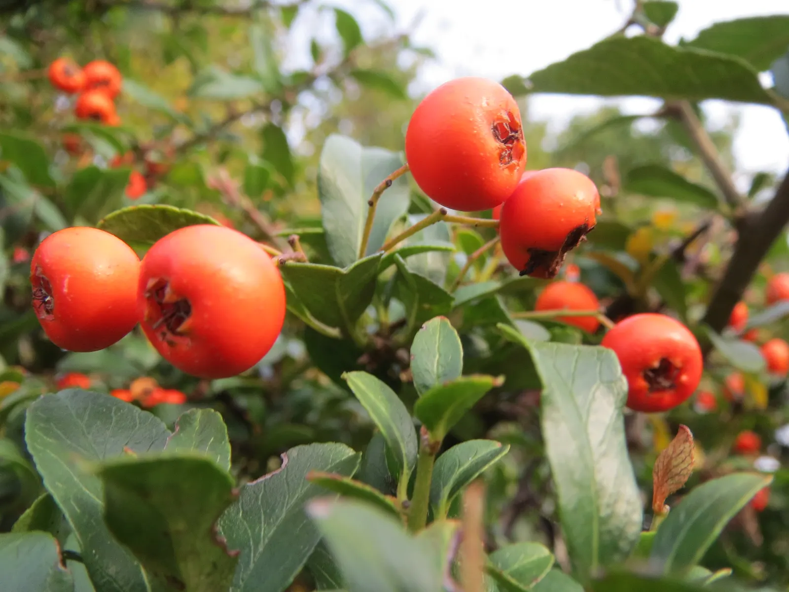 Mediterranean Pyracantha (Pyracantha Coccinea) — shrub with white blooms