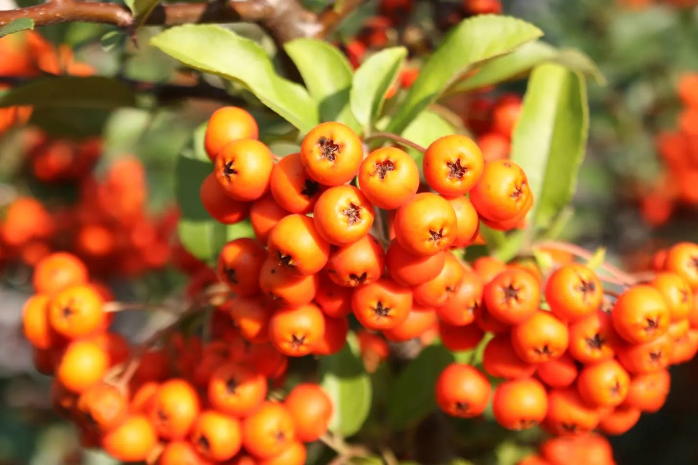 Mediterranean Pyracantha (Pyracantha Coccinea) — ensuring that Pyracantha coccinea remains a formidable and beautiful addition to the designed space