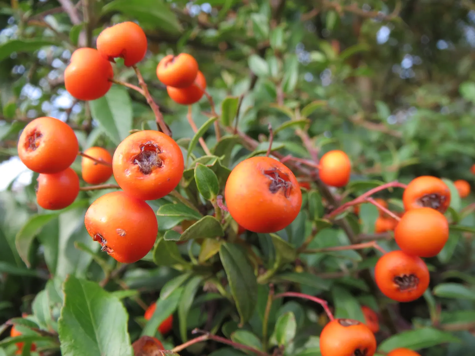 Mediterranean Pyracantha (Pyracantha Coccinea) — Famous for dense, thorny branches, it features glossy, dark green leaves; <br><br>In late spring to early