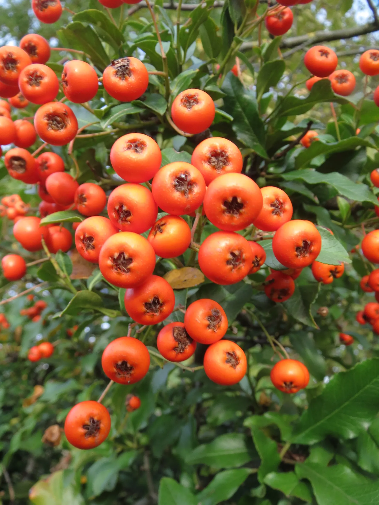 Mediterranean Pyracantha (Pyracantha Coccinea) — while the fall and winter seasons showcase brilliant red to orange berries; spring brings clusters of modest