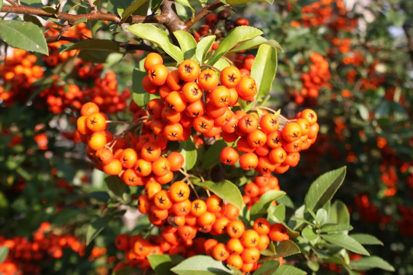 Mediterranean Pyracantha (Pyracantha Coccinea) — though it can be susceptible to fire blight and scab