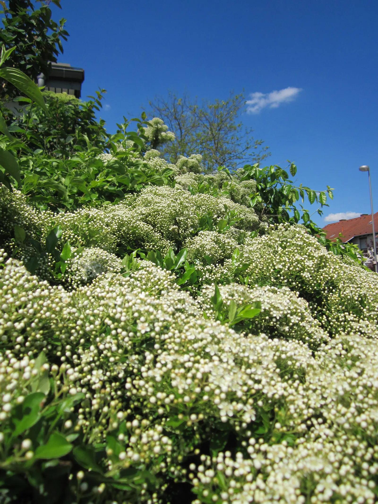 Mediterranean Pyracantha (Pyracantha Coccinea) — it can be tailored through pruning to fit specific design needs