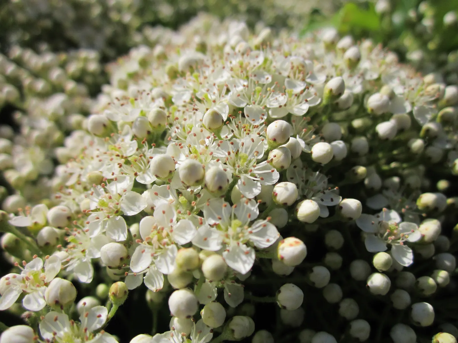 Mediterranean Pyracantha (Pyracantha Coccinea) — Its dense growth habit and formidable thorns; ensuring that Pyracantha coccinea remains a formidable and