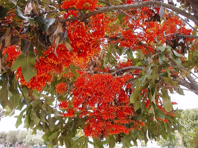Firewheel Tree (Stenocarpus Sinuatus) — the Firewheel Tree does appreciate consistent moisture during its initial growth phase and warmer months