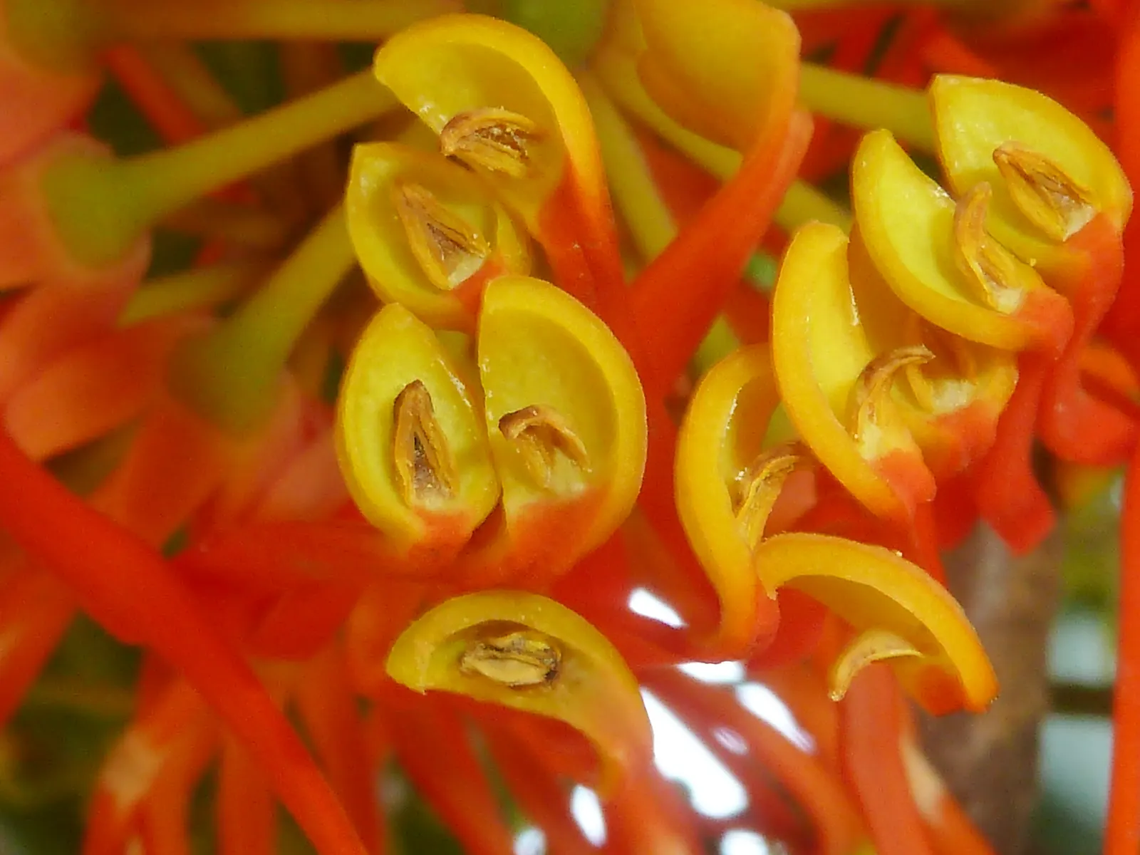 Firewheel Tree (Stenocarpus Sinuatus) — Although it is relatively drought-tolerant once established