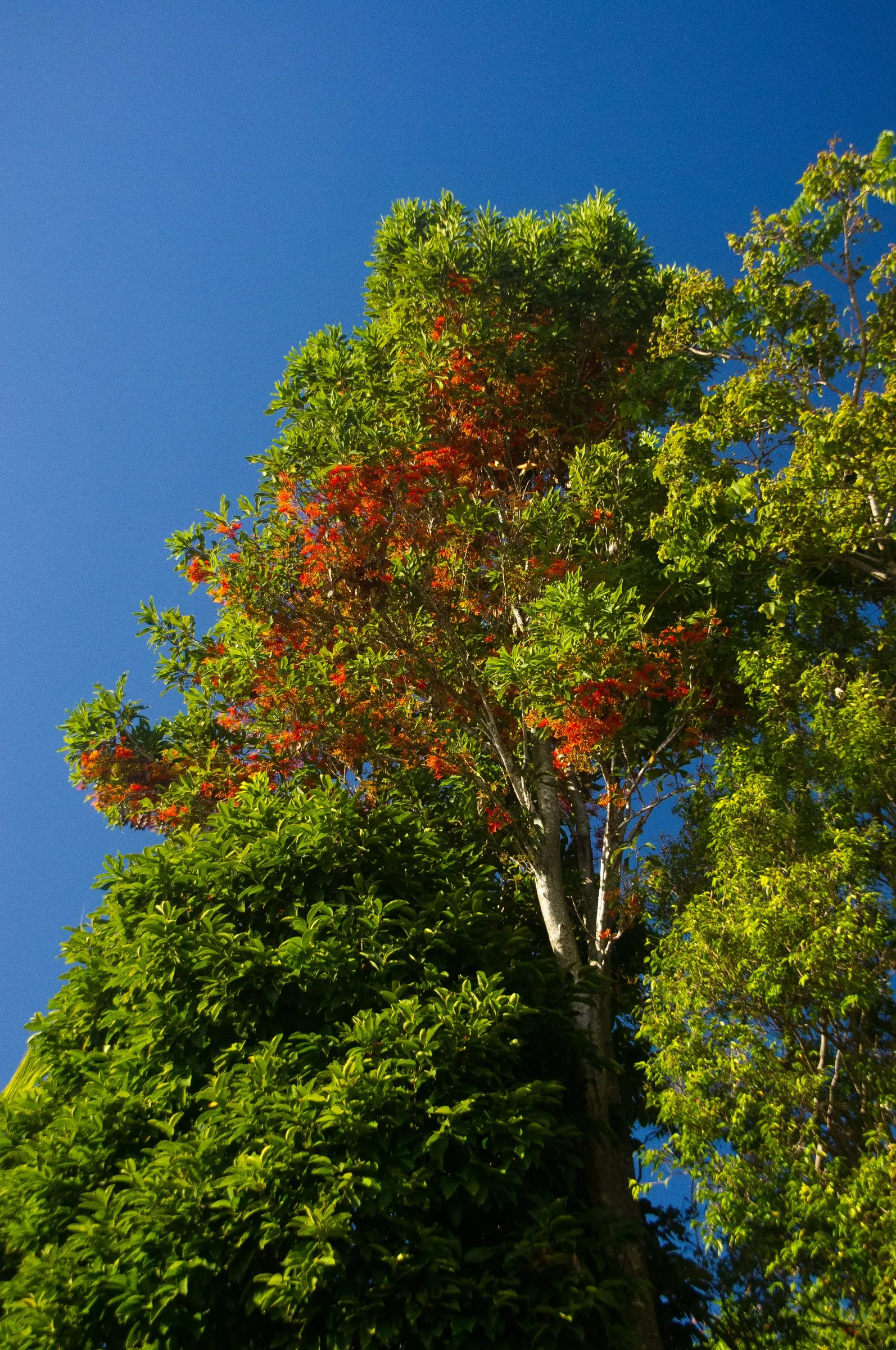Firewheel Tree (Stenocarpus Sinuatus) — are set against a backdrop of glossy