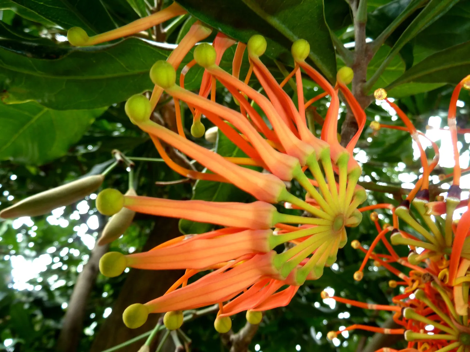 Firewheel Tree (Stenocarpus Sinuatus) — Although it is relatively drought-tolerant once established; so care should be taken in cooler regions.<br><br>The