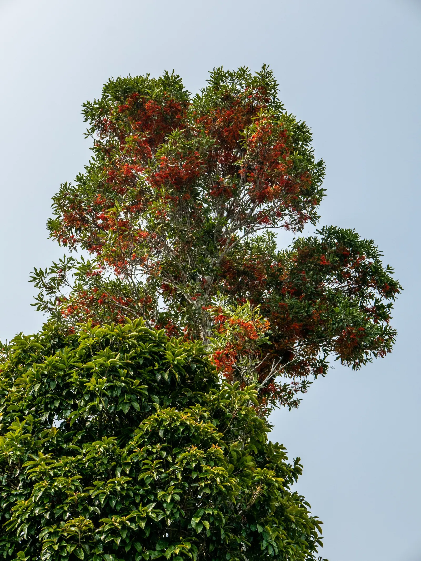 Firewheel Tree (Stenocarpus Sinuatus) — the Firewheel Tree does appreciate consistent moisture during its initial growth phase and warmer months; it features
