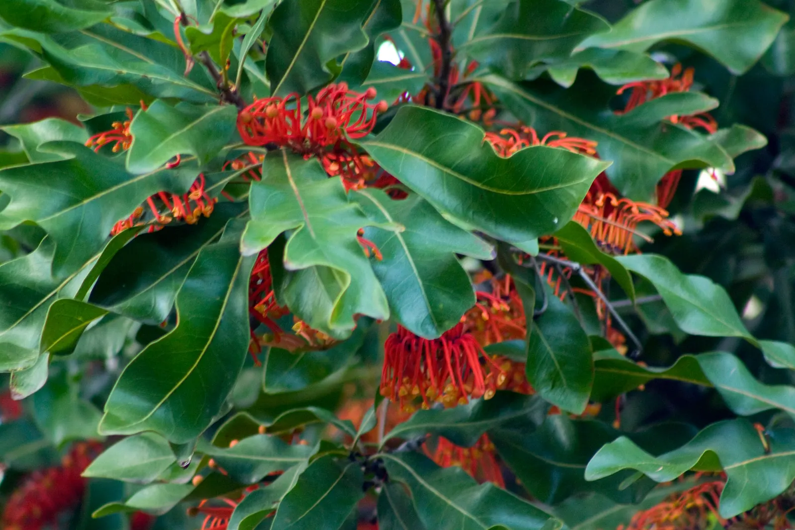 Firewheel Tree (Stenocarpus Sinuatus) — This ornamental tree reaches heights of 20-50 feet with a canopy spread of 15-30 feet; it thrives in well-draining soil