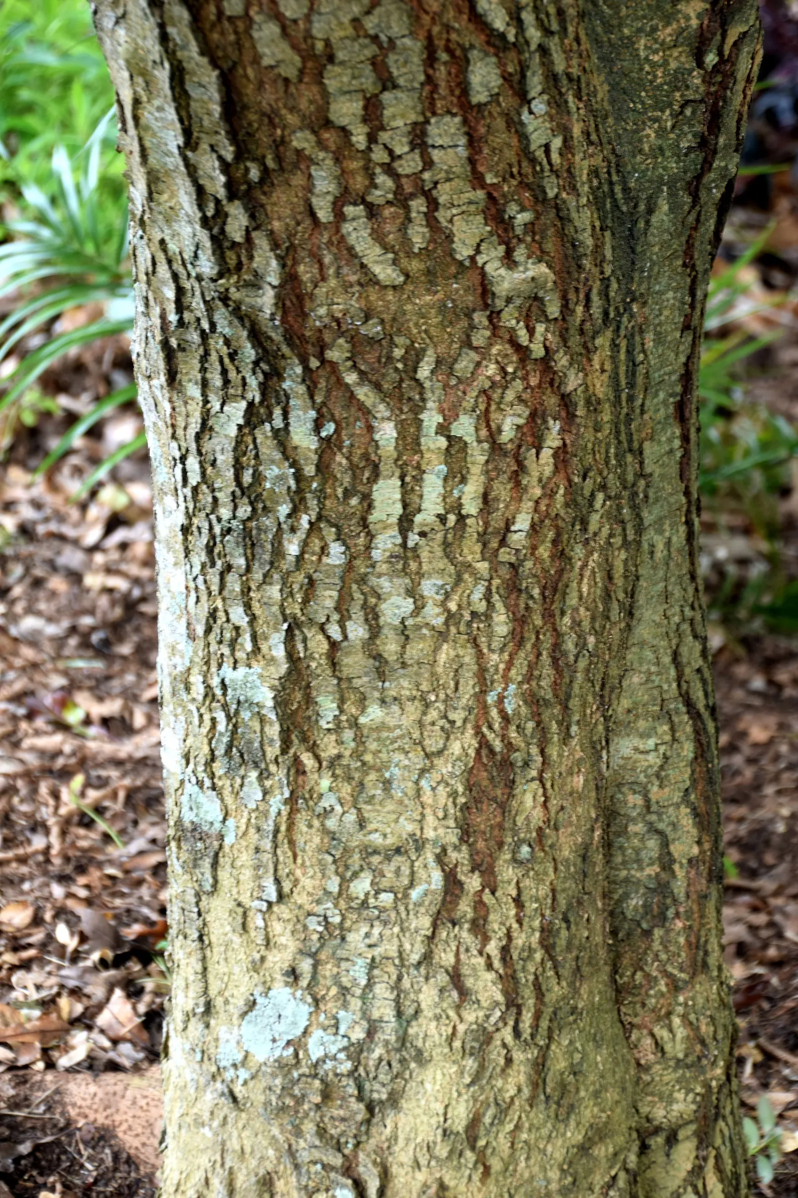 Firewheel Tree (Stenocarpus Sinuatus) — so care should be taken in cooler regions.<br><br>The Firewheel Tree's moderate size; it is a moderately fast grower