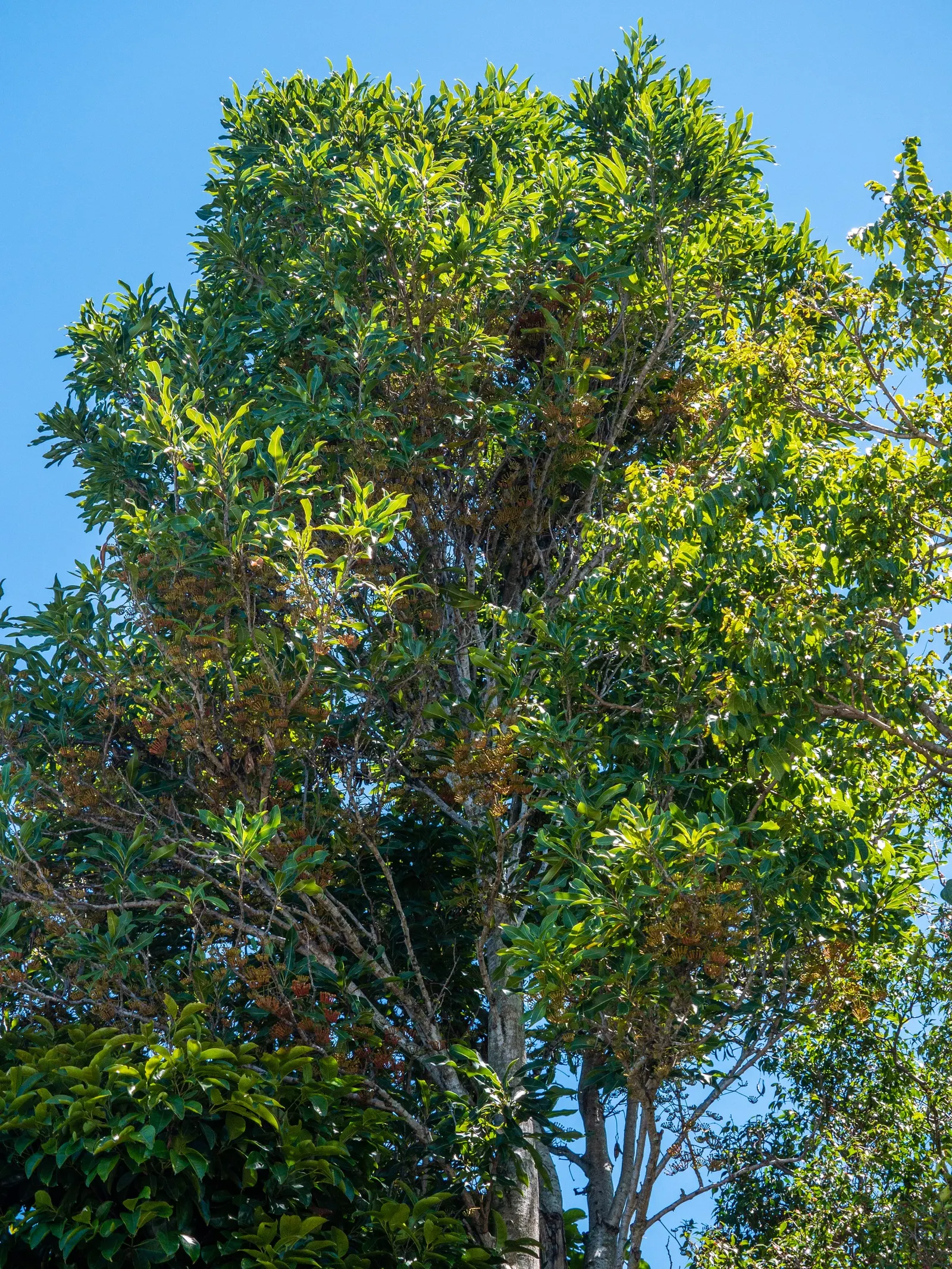 Firewheel Tree (Stenocarpus Sinuatus) — This ornamental tree reaches heights of 20-50 feet with a canopy spread of 15-30 feet