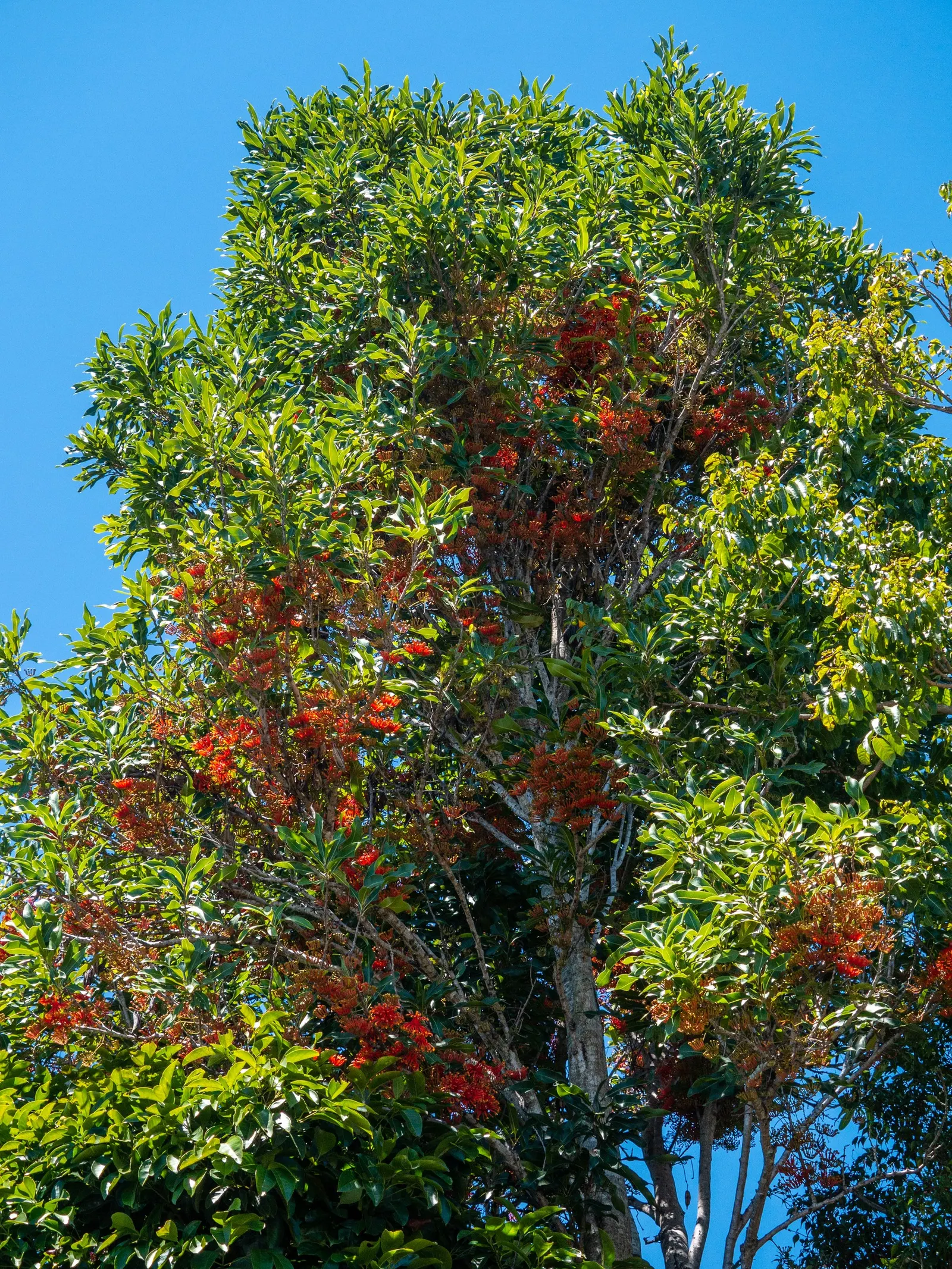 Firewheel Tree (Stenocarpus Sinuatus) — It features glossy, deep green leaves and is renowned for its showy, wheel-shaped, red to orange flowers