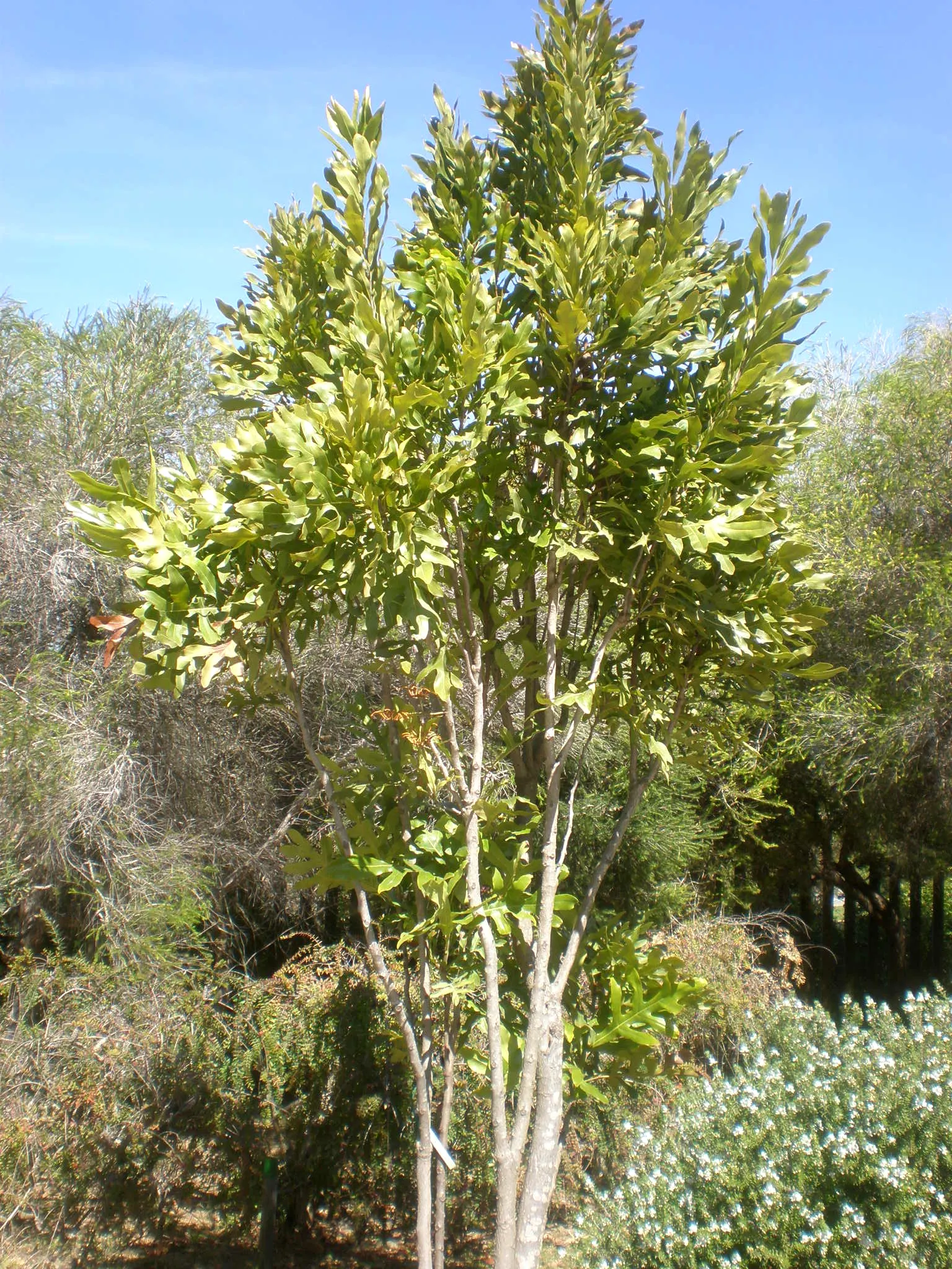 Firewheel Tree (Stenocarpus Sinuatus) — tree with red blooms