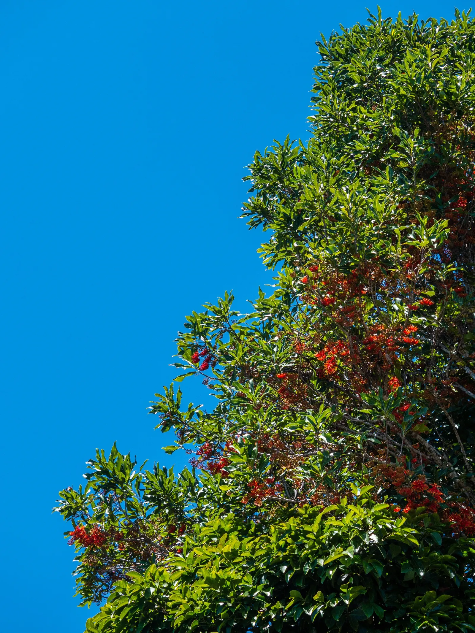 Firewheel Tree (Stenocarpus Sinuatus) — deep green leaves that are sinuous and lobed