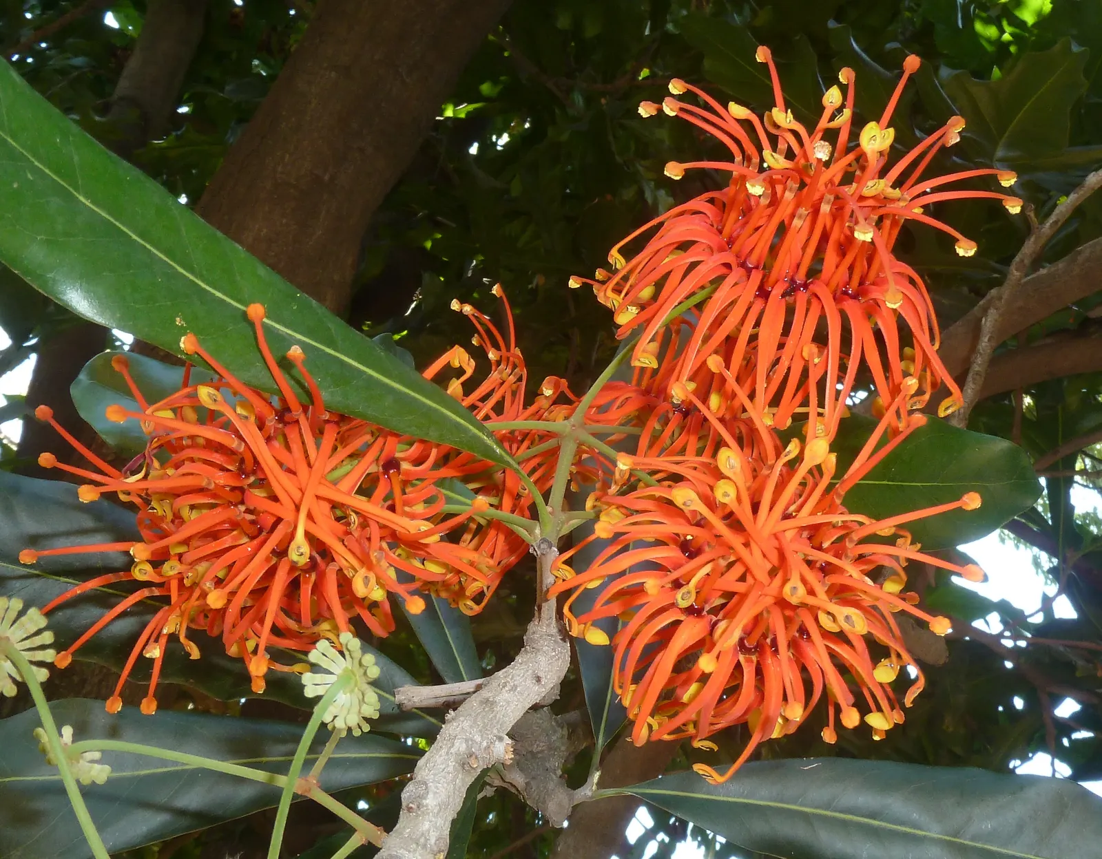 Firewheel Tree (Stenocarpus Sinuatus) — it thrives in well-draining soil and prefers a position that receives full sun to partial shade; the Firewheel Tree