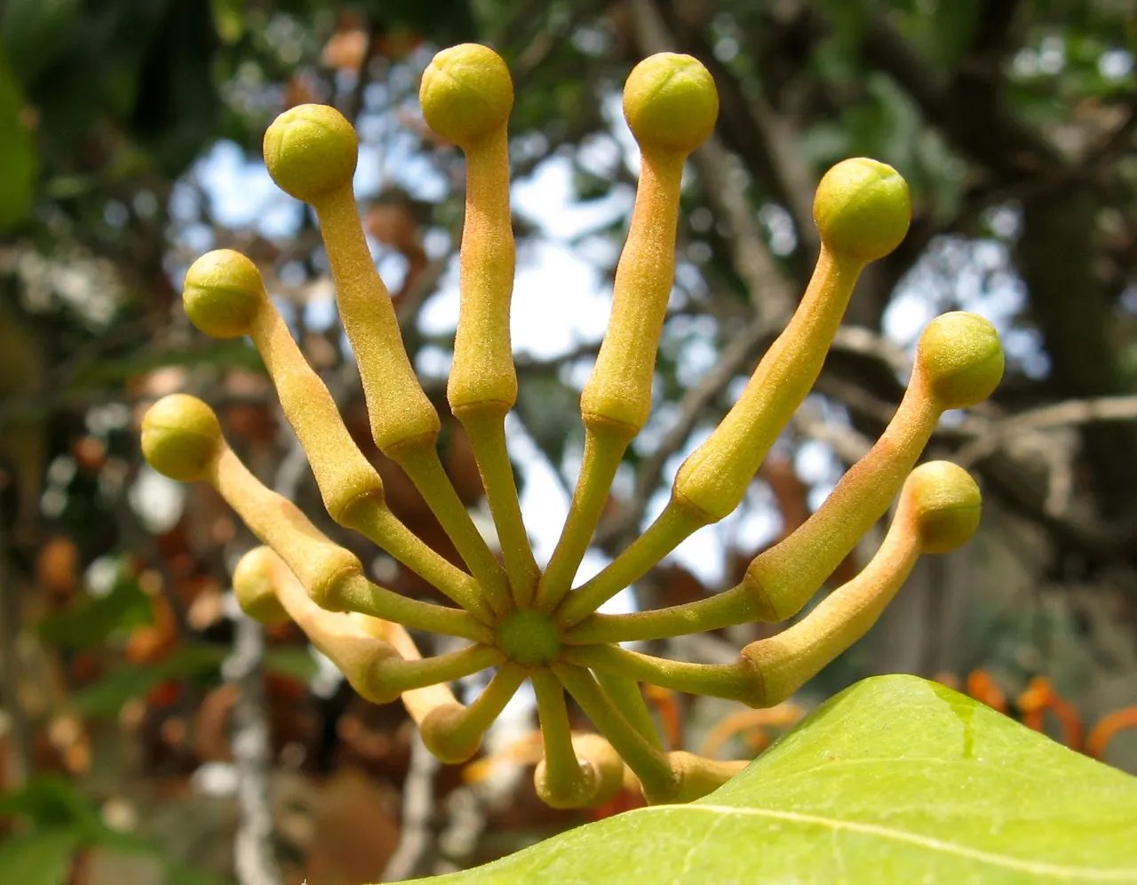 Firewheel Tree (Stenocarpus Sinuatus) — Inform clients of its low maintenance requirements and the potential wildlife benefit
