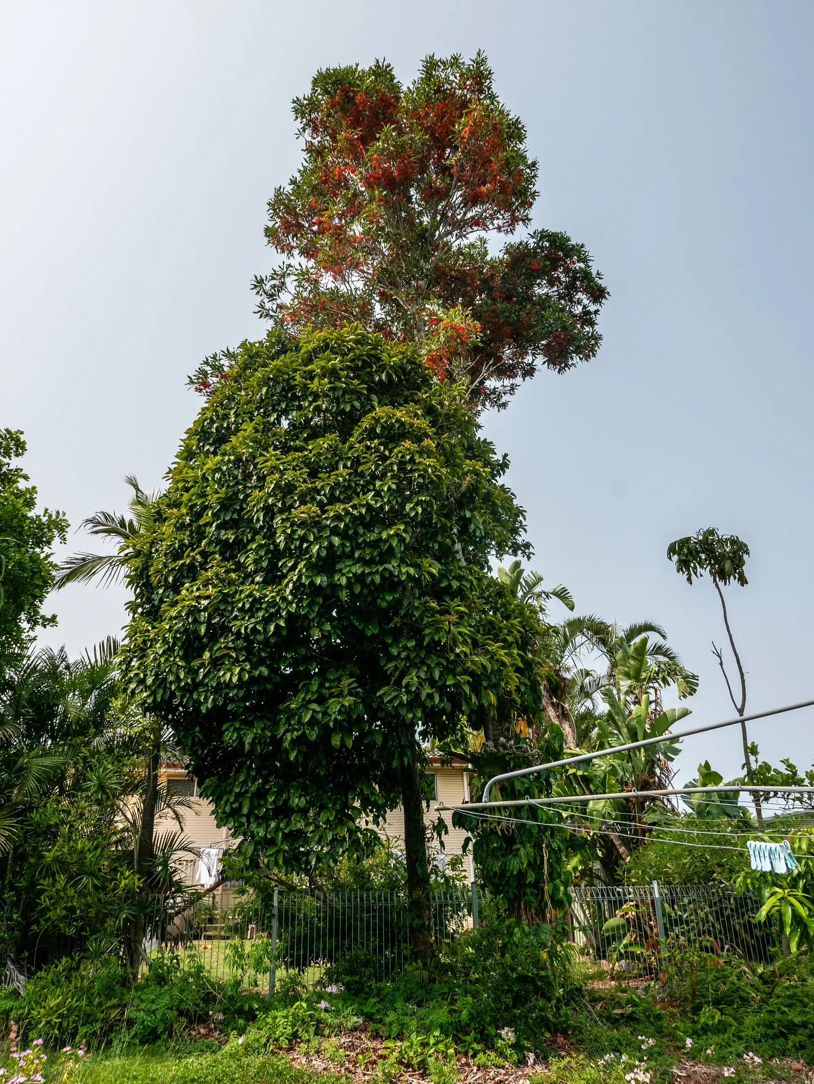 Firewheel Tree (Stenocarpus Sinuatus) — It is a moderately fast grower and can be used as a magnificent feature plant
