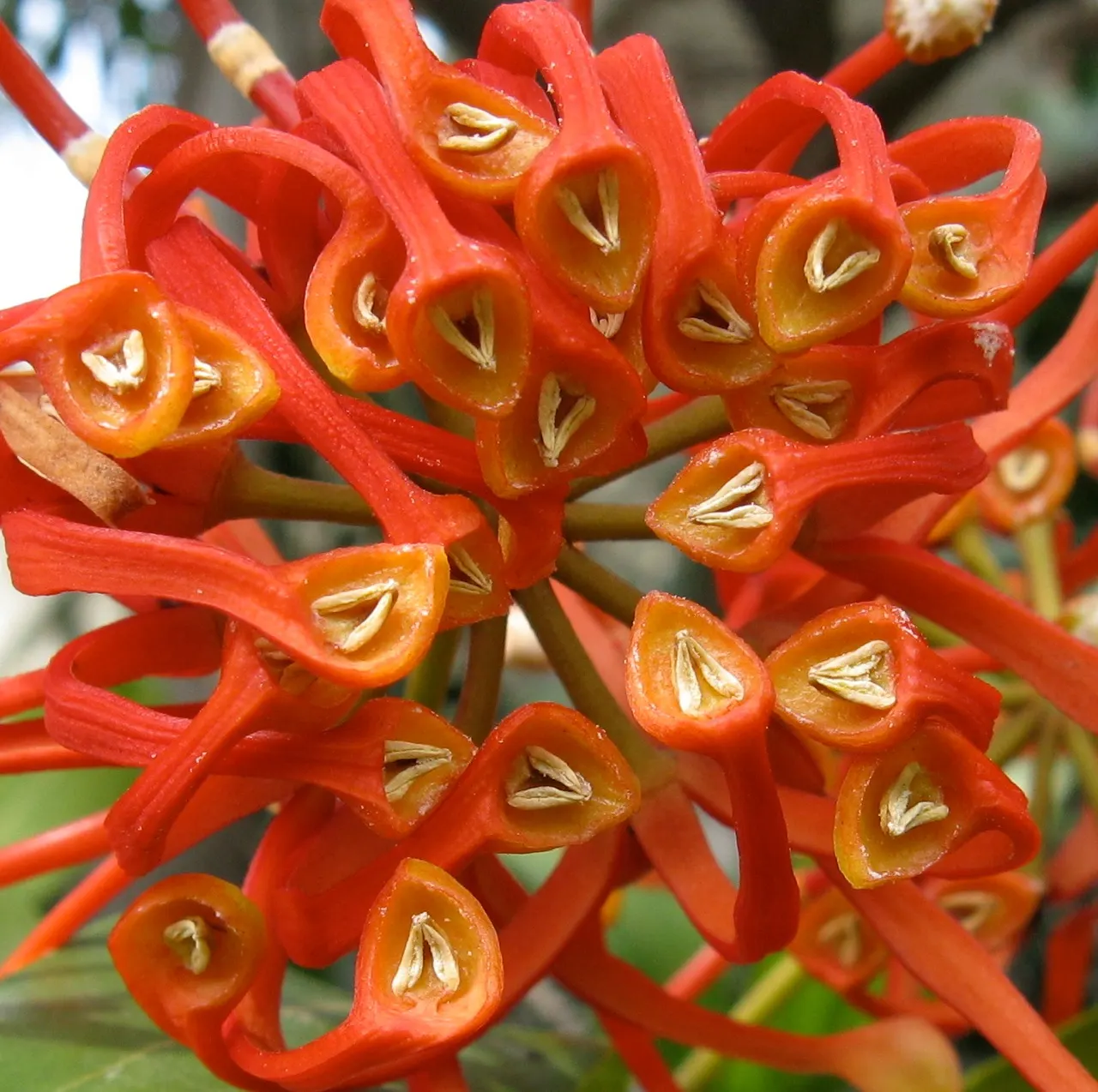 Firewheel Tree (Stenocarpus Sinuatus) — tree for full