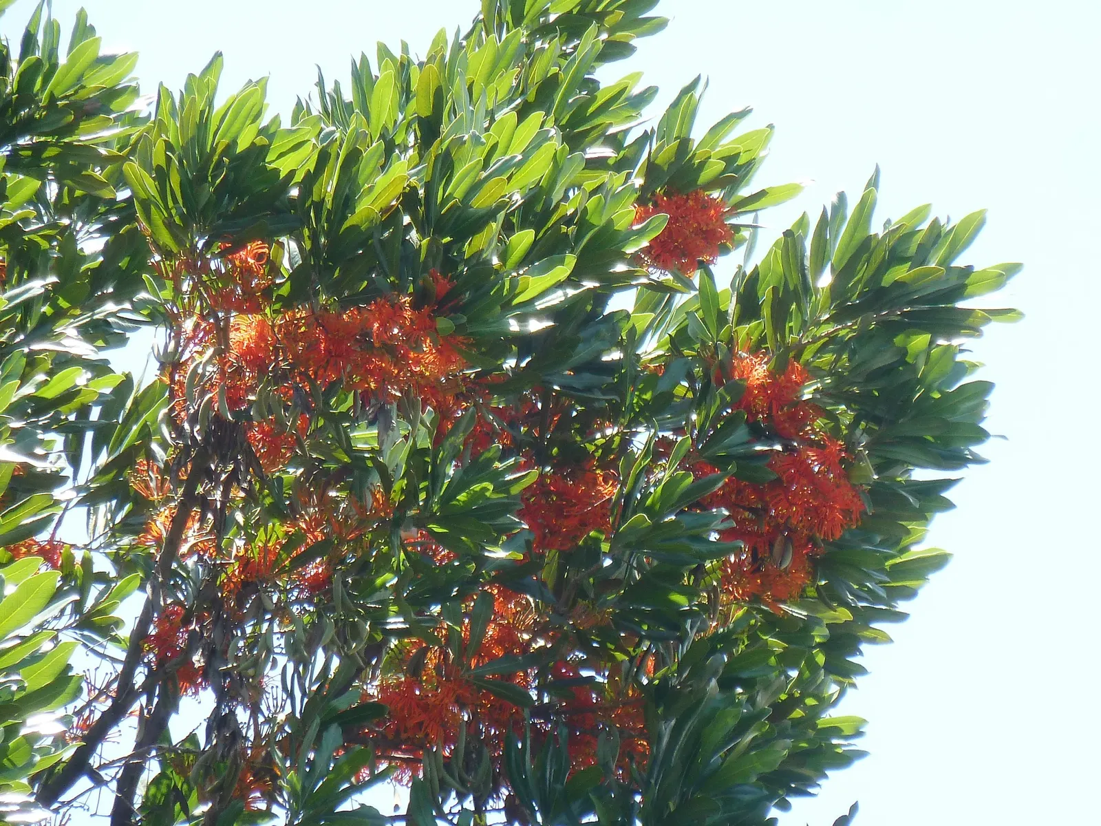 Firewheel Tree (Stenocarpus Sinuatus) — It features glossy, deep green leaves and is renowned for its showy, wheel-shaped, red to orange flowers; are set