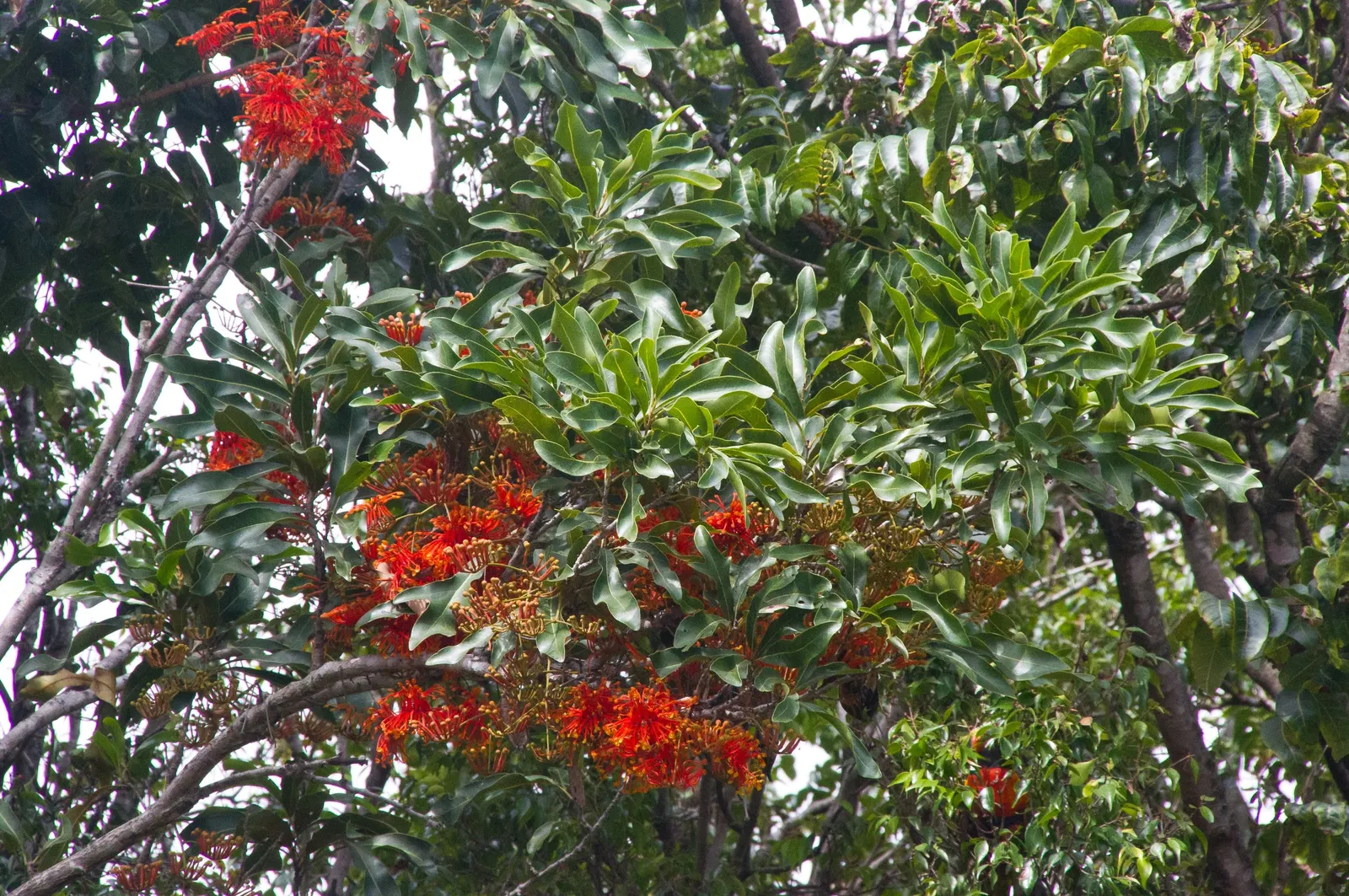Firewheel Tree (Stenocarpus Sinuatus) — commonly referred to as the Firewheel Tree