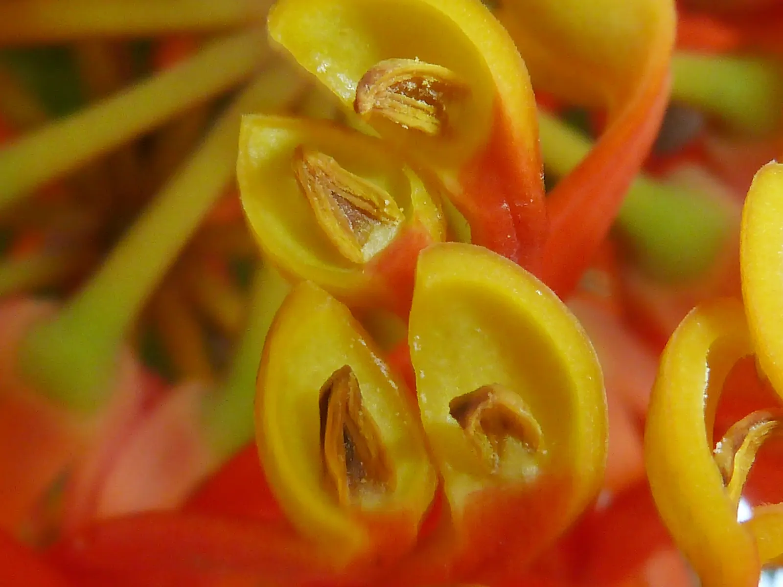 Firewheel Tree (Stenocarpus Sinuatus) — with a canopy that can extend to roughly 15 to 25 feet wide, image 41