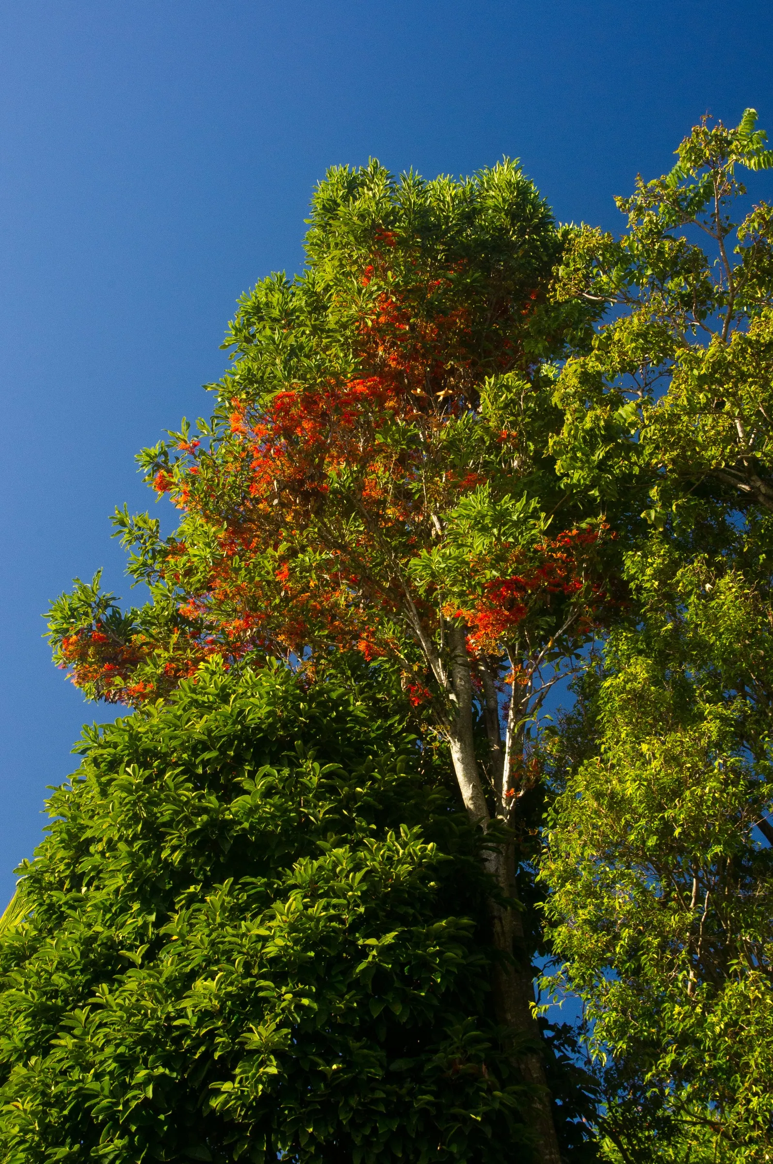 Firewheel Tree (Stenocarpus Sinuatus) — with a canopy that can extend to roughly 15 to 25 feet wide