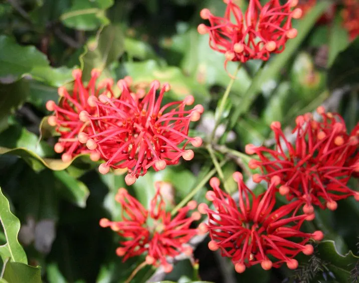 Firewheel Tree (Stenocarpus Sinuatus) — the Firewheel Tree makes a striking addition to any landscape design