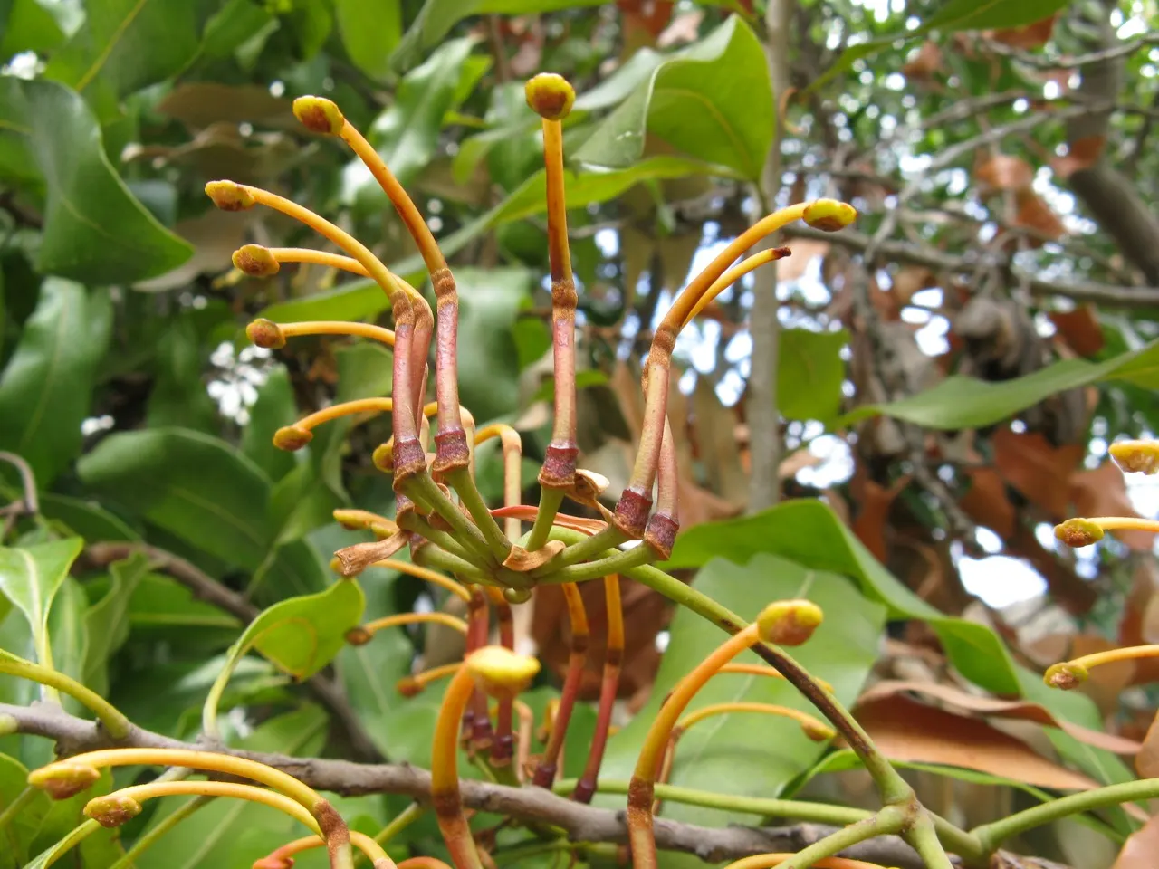 Firewheel Tree (Stenocarpus Sinuatus) — as the flowers attract a variety of pollinators